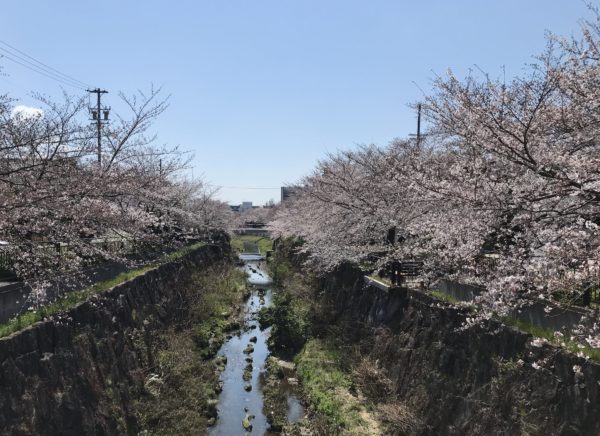 2019年4月3日の山崎川の桜