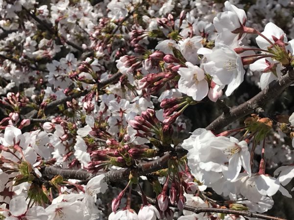 2019年4月5日の山崎川の桜