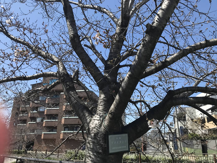 【山崎川の桜2020開花情報】四季の道はどんな状況？