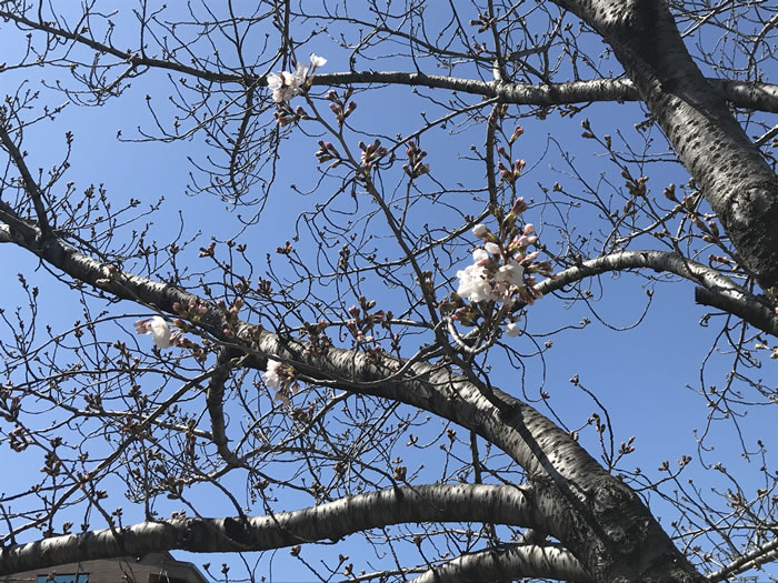 【山崎川の桜2020開花情報】四季の道はどんな状況？