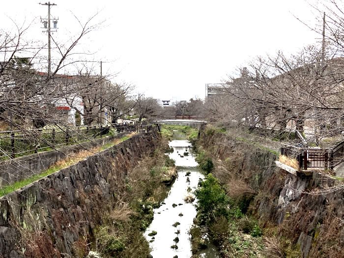 山崎川の桜開花状況・2022年3月19日 土手のようす