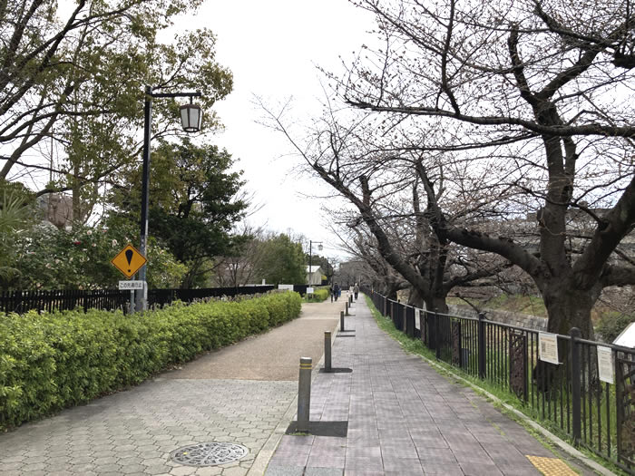 山崎川の桜開花状況・2022年3月19日 四季の道のようす