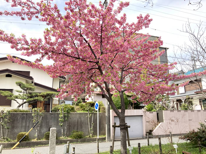 山崎川の桜開花状況・2022年3月19日 河津桜は咲いています